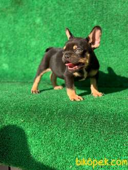 TR'DE TEK BLACK TAN ERKEK FRENCH BULLDOG