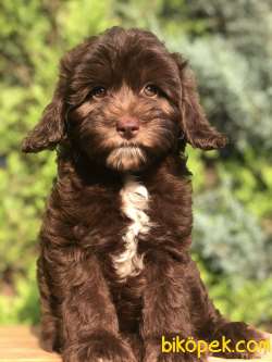 Tr Ilk. Chocolatte MALTIPOO 1