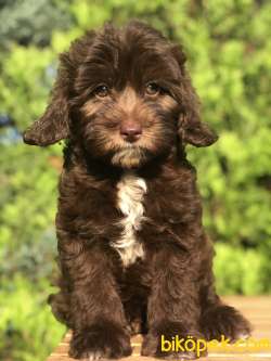 Tr Ilk. Chocolatte MALTIPOO 3