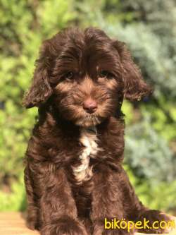 Tr Ilk. Chocolatte MALTIPOO 2