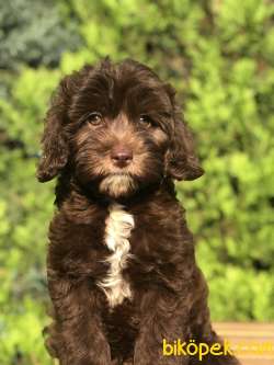 Tr Ilk. Chocolatte MALTIPOO 4