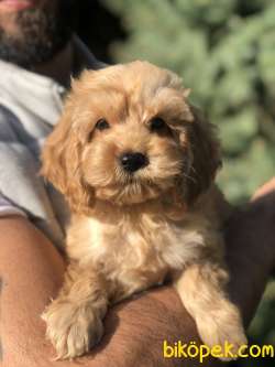 Tr Nin En Güzel Maltıpoo Yavruları 1