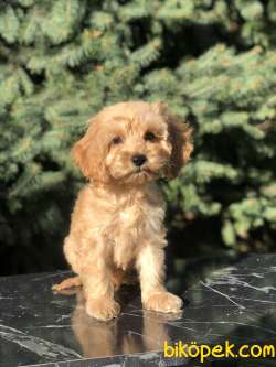 Tr Nin En Güzel Maltıpoo Yavruları 3
