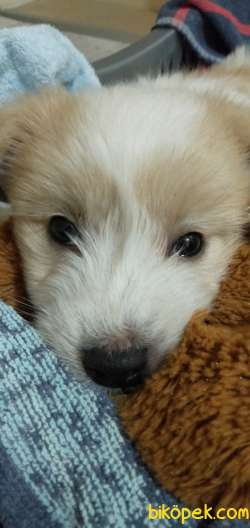 Trabzon Yöresine Ait Tonya Finosu Köpeğimi Okul Sebebiyle Satmak 3