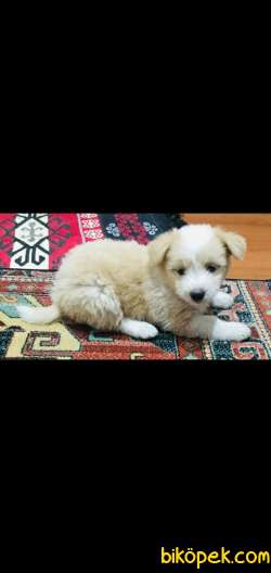 Trabzon Yöresine Ait Tonya Finosu Köpeğimi Okul Sebebiyle Satmak 2