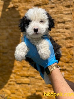 TRDE TEK HAVANESE TERRIER 2