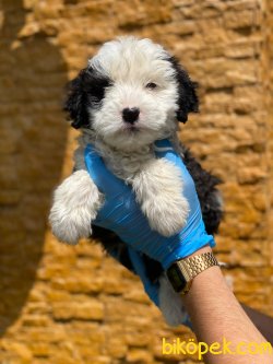 TRDE TEK HAVANESE TERRIER 3