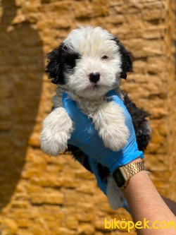TRDE TEK HAVANESE TERRIER 1