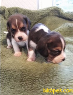 Treee Color Beagle Yavrularımız 1
