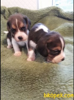 Treee Color Beagle Yavrularımız 2