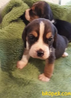 Treee Color Beagle Yavrularımız 5