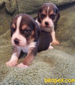 Treee Color Beagle Yavrularımız 4