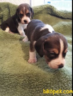 Treee Color Beagle Yavrularımız 3