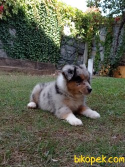 TRİ COLOR AVUSTRALYA ÇOBAN KÖPEĞİ 3