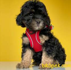 Tri Color Dişi Ve Erkek Toy Poodle Yavrularımız 4