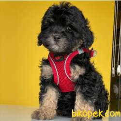 Tri Color Dişi Ve Erkek Toy Poodle Yavrularımız 5