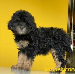 Tri Color Dişi Ve Erkek Toy Poodle Yavrularımız 3