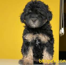Tri Color Dişi Ve Erkek Toy Poodle Yavrularımız 1