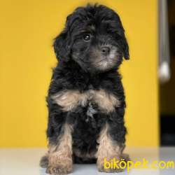 Tri Color Dişi Ve Erkek Toy Poodle Yavrularımız 2