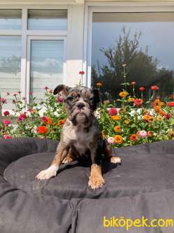 TRİ MERLE VE BALCK TAN İNGİLİZ BULLDOG YAVRULARIMIZ 3