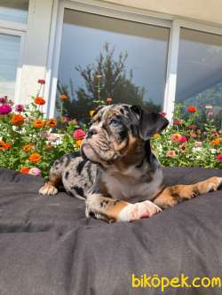 TRİ MERLE VE BALCK TAN İNGİLİZ BULLDOG YAVRULARIMIZ 1