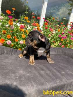 TRİ MERLE VE BALCK TAN İNGİLİZ BULLDOG YAVRULARIMIZ 4