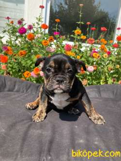 TRİ MERLE VE BALCK TAN İNGİLİZ BULLDOG YAVRULARIMIZ 2