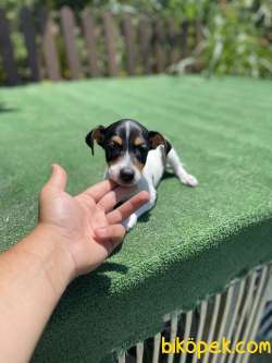 Tricolor Jack Russel Yavrularimiz 3
