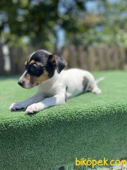 TriColor Jack Russel Yavrularimiz 3