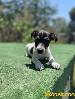 TriColor Jack Russel Yavrularimiz 2