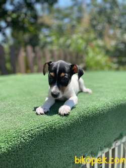 TriColor Jack Russel Yavrularimiz 1