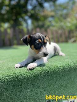 Tricolor Ozel Renk Jack Russel Yavrularimiz 1