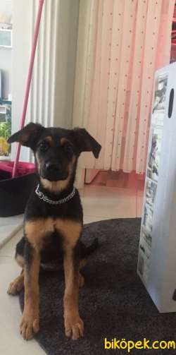Truva Veterinerlik Erkek Ve Dişi Alman Kurdu 1
