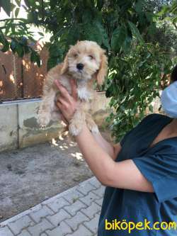 Truva Veterinerlik Erkek Ve Dişi Maltipoo 2