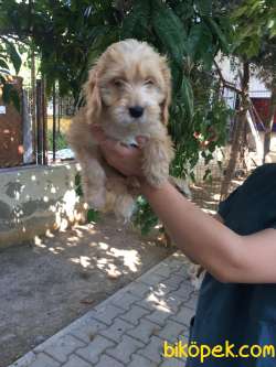 Truva Veterinerlik Erkek Ve Dişi Maltipoo 1