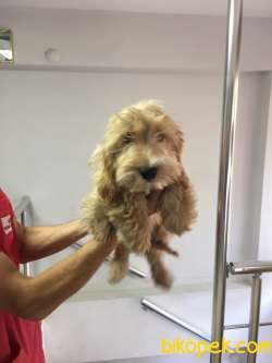 Truva Veterinerlik Erkek Ve Dişi Maltipoo 4