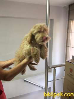 Truva Veterinerlik Erkek Ve Dişi Maltipoo 5