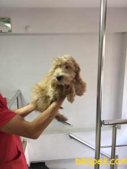 Truva Veterinerlik Erkek Ve Dişi Maltipoo 3