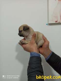 Tükiye Nin En Garantili Pug Yavruları 2