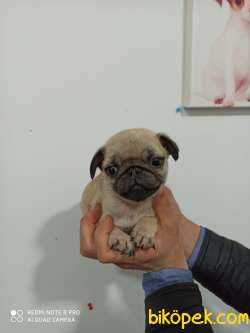 Tükiye Nin En Garantili Pug Yavruları 1