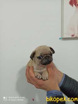 Tükiye Nin En Garantili Pug Yavruları 3