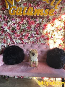 Tüm Aşı Ve Bakımları Yapılmış Eğitimli 6aylık Dişi Pomeranian Boo 2