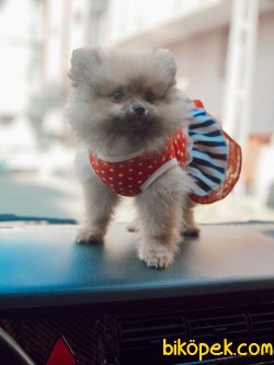 Tüm Aşı Ve Bakımları Yapılmış Eğitimli 6aylık Dişi Pomeranian Boo 4