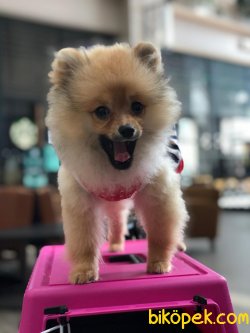 Tüm Aşı Ve Bakımları Yapılmış Eğitimli 6aylık Dişi Pomeranian Boo 3