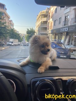 Tüm Aşı Ve Bakımları Yapılmış Eğitimli 6aylık Dişi Pomeranian Boo 1