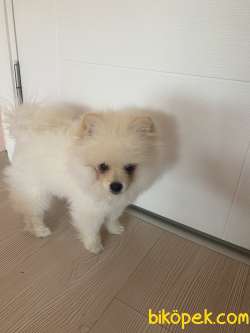Tüm Aşıları Tam Eğitimli Pomeranian Köpeğimiz Ukrayna Pasaportlu 4