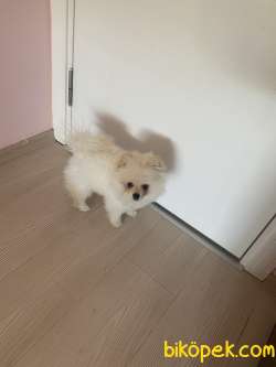 Tüm Aşıları Tam Eğitimli Pomeranian Köpeğimiz Ukrayna Pasaportlu 3
