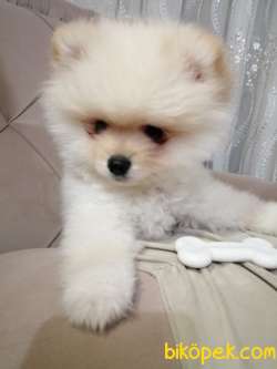 Tüm Aşıları Tam Eğitimli Pomeranian Köpeğimiz Ukrayna Pasaportlu 1