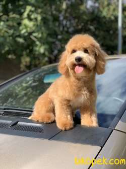 TÜM AŞILARI TAMAMLANMIŞ MALTİPOO YAVRUMUZ 1