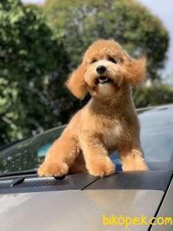 TÜM AŞILARI TAMAMLANMIŞ MALTİPOO YAVRUMUZ 2